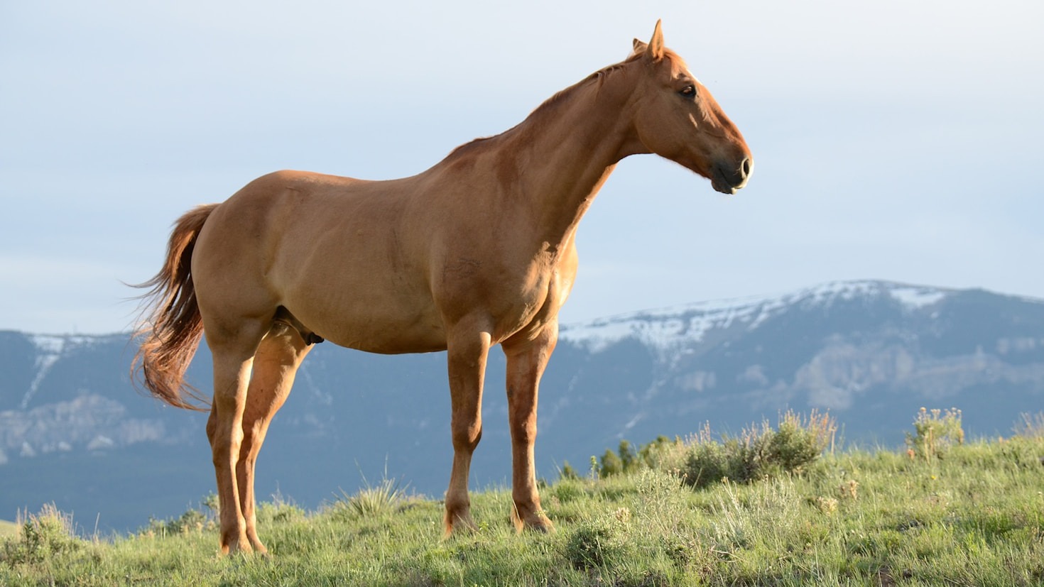 Kruiden die de gezondheid van honden ondersteunen