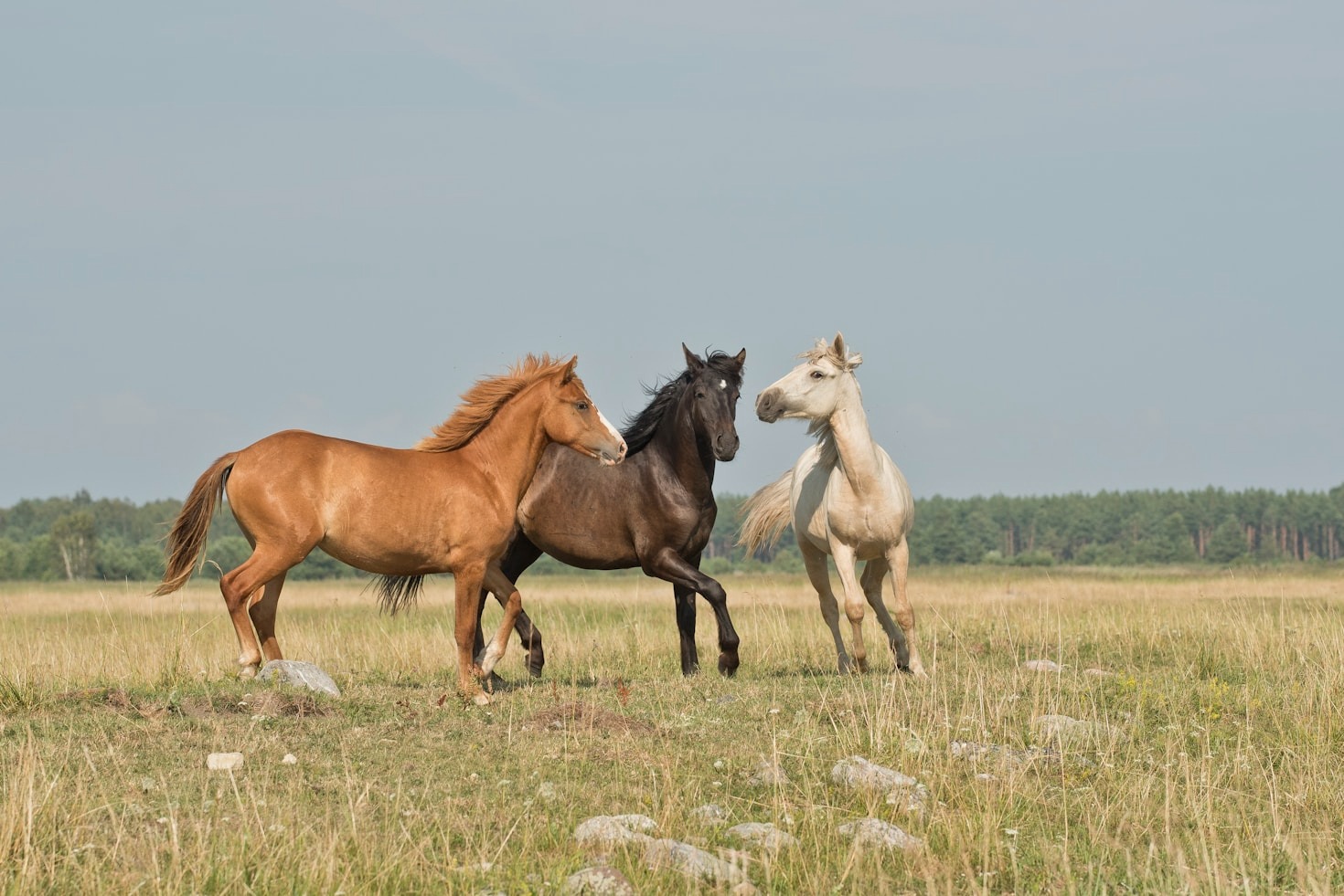 Natuurlijke preventie voor een vitale viervoeter